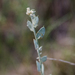 Fibigia eriocarpa - Photo (c) Марина Горбунова-Ëлкина, algunos derechos reservados (CC BY-NC), subido por Марина Горбунова-Ëлкина