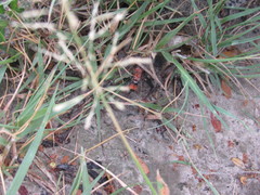 Pseudomethoca oceola