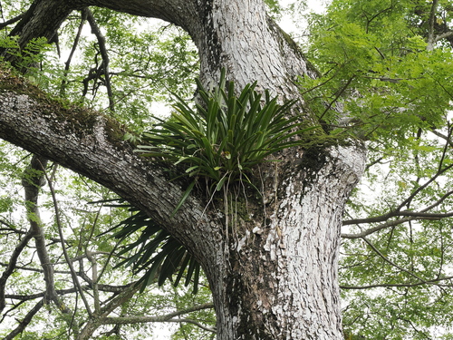 Image of Cymbidium finlaysonianum by (c) Lucas Christofides, some rights reserved (CC BY)