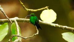 Chalybura buffonii