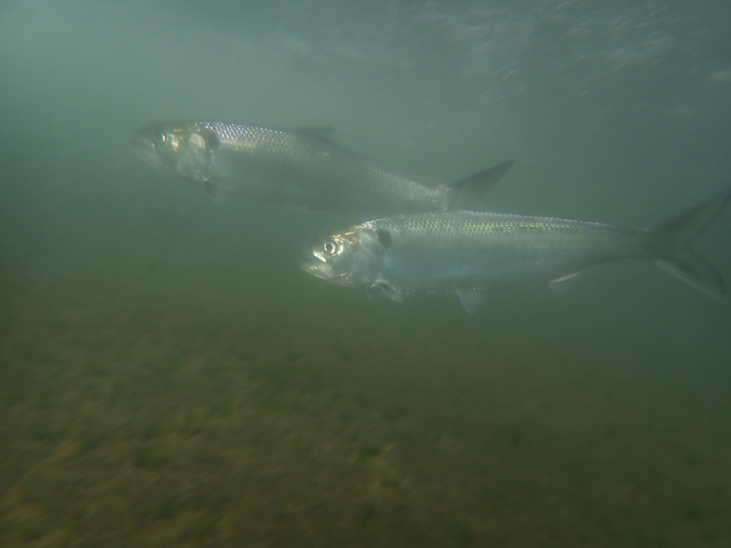 Mediterranean Shad