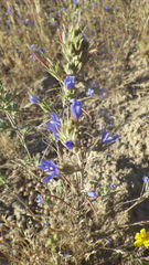 Eriastrum sapphirinum