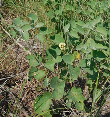 Physalis mollis