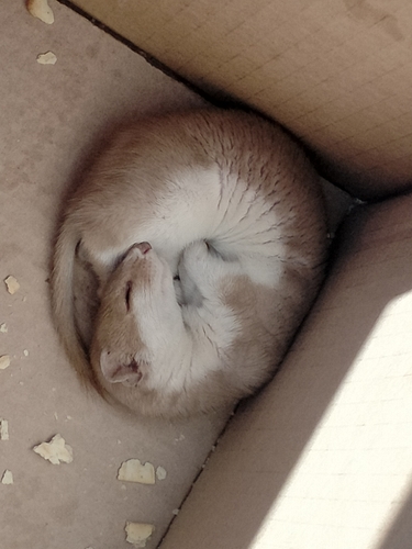 Mountain Weasel