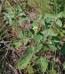 Physalis mollis