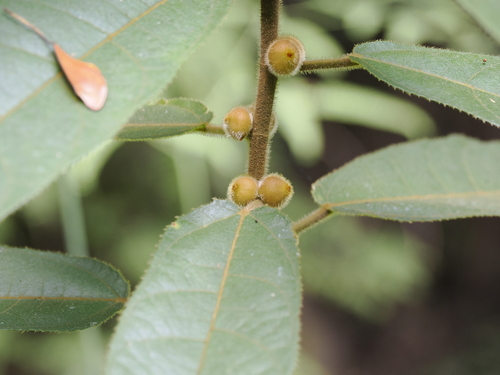 Image of Ficus aurata by (c) Lucas Christofides, some rights reserved (CC BY)