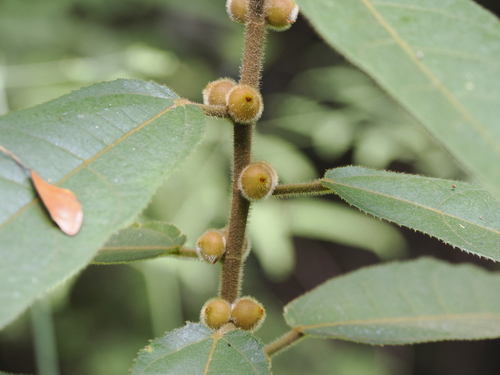 Image of Ficus aurata by (c) Lucas Christofides, some rights reserved (CC BY)