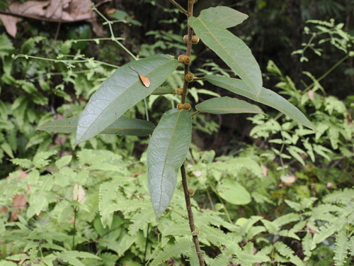 Image of Ficus aurata by (c) Lucas Christofides, some rights reserved (CC BY)