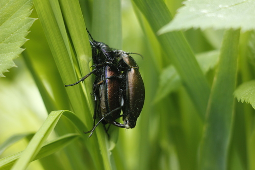 Carabus regalis