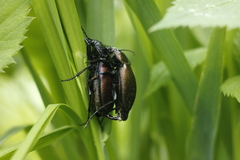 Carabus regalis