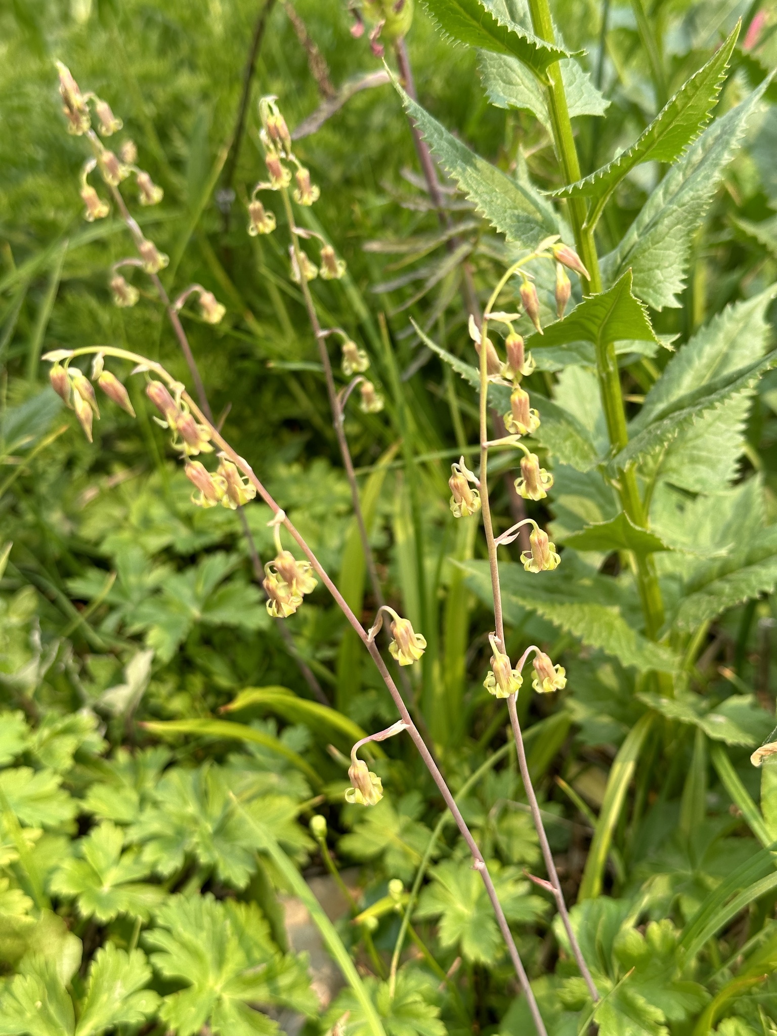 Anticlea occidentalis