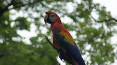 Ara macao cyanopterus