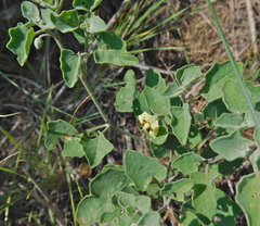Physalis mollis