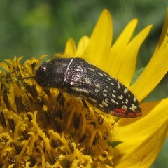 Acmaeodera miliaris