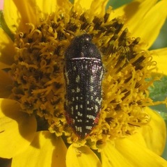 Acmaeodera miliaris
