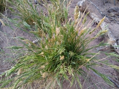 Festuca octoflora