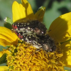 Acmaeodera miliaris