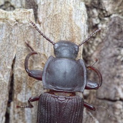 Tenebrio opacus