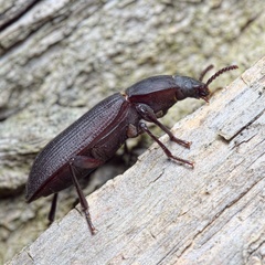 Tenebrio opacus