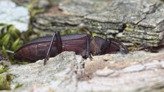 Tenebrio opacus