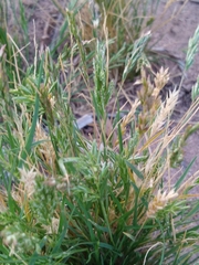 Festuca octoflora