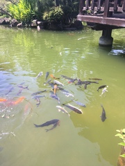 Cyprinus rubrofuscus