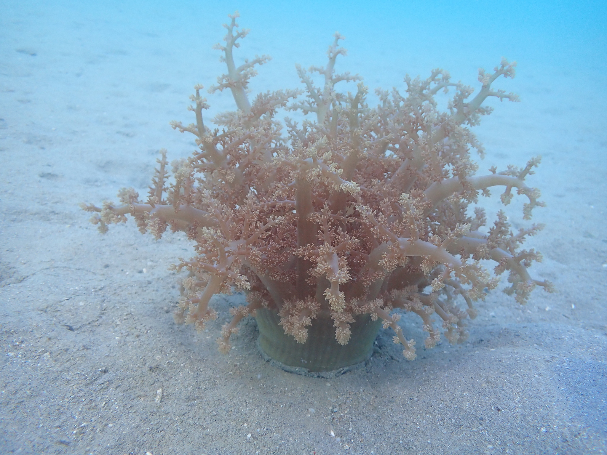 Actinodendron arboreum (Quoy & Gaimard, 1833)