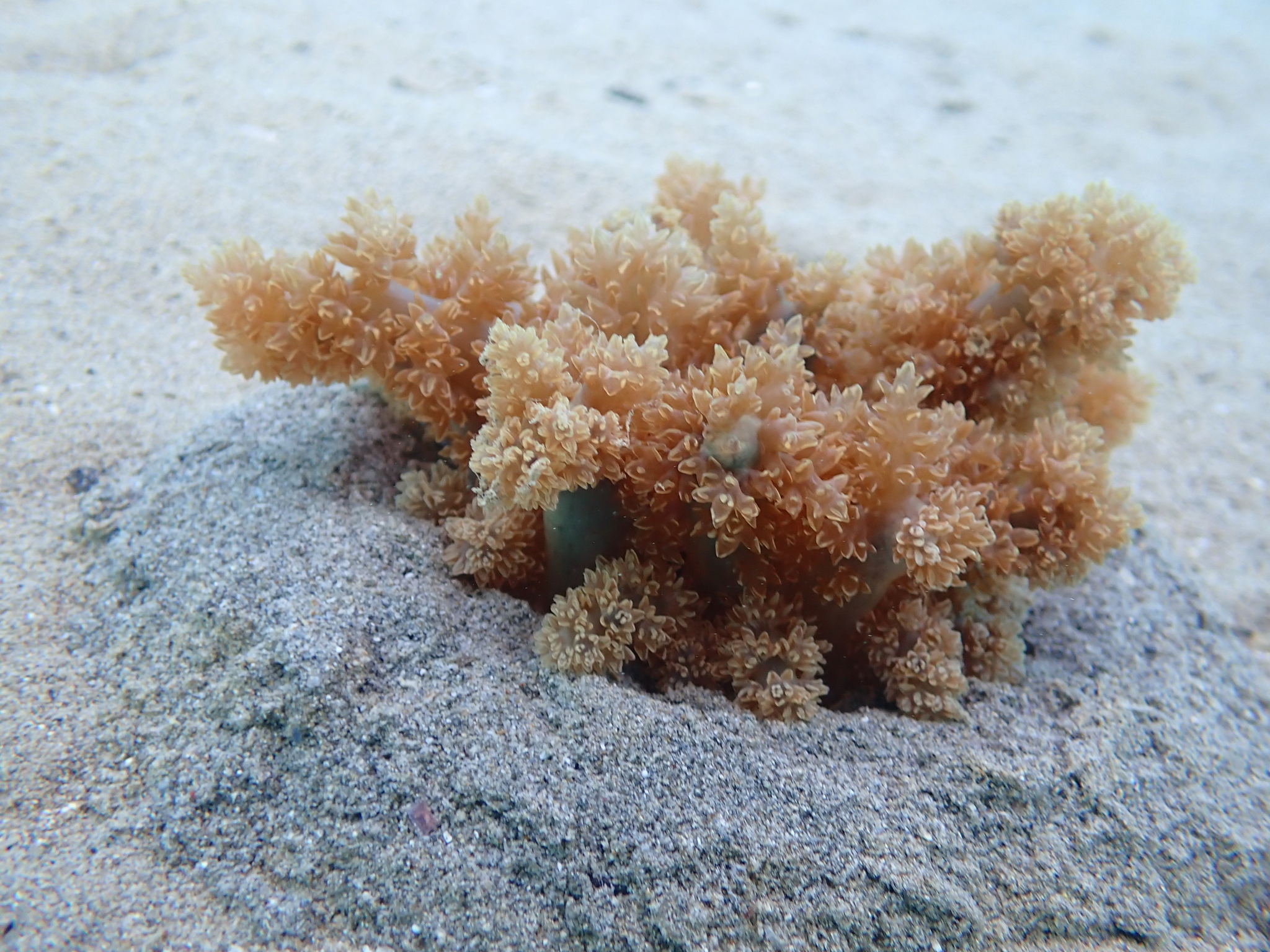 Actinodendron arboreum (Quoy & Gaimard, 1833)