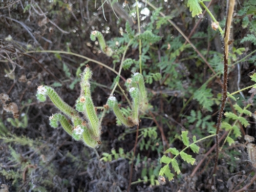 iNaturalist observation photo of branching phacelia