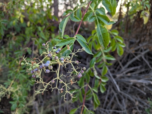 iNaturalist observation photo of blue elder