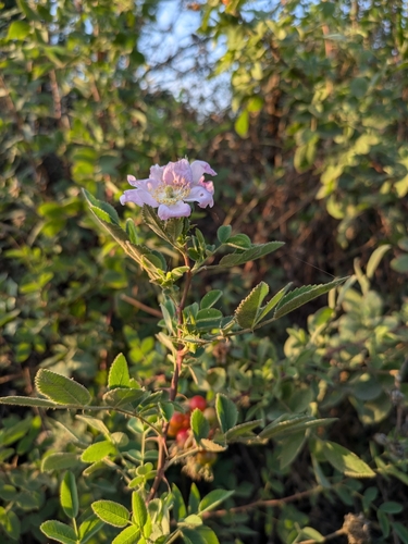 iNaturalist observation photo of California Wild Rose
