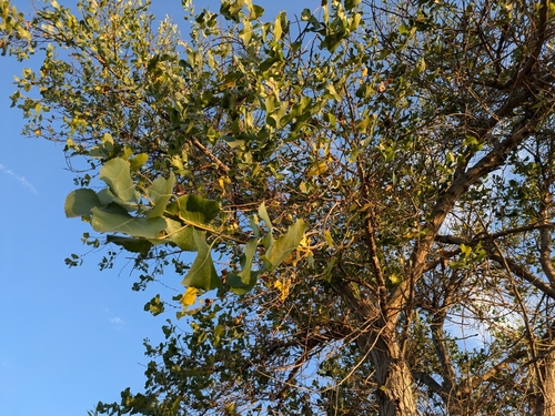 iNaturalist observation photo of Frémont Cottonwood