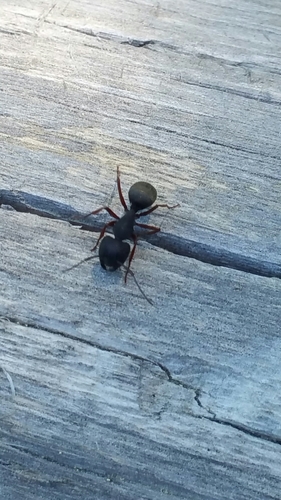 iNaturalist observation photo of Western Black Carpenter Ant