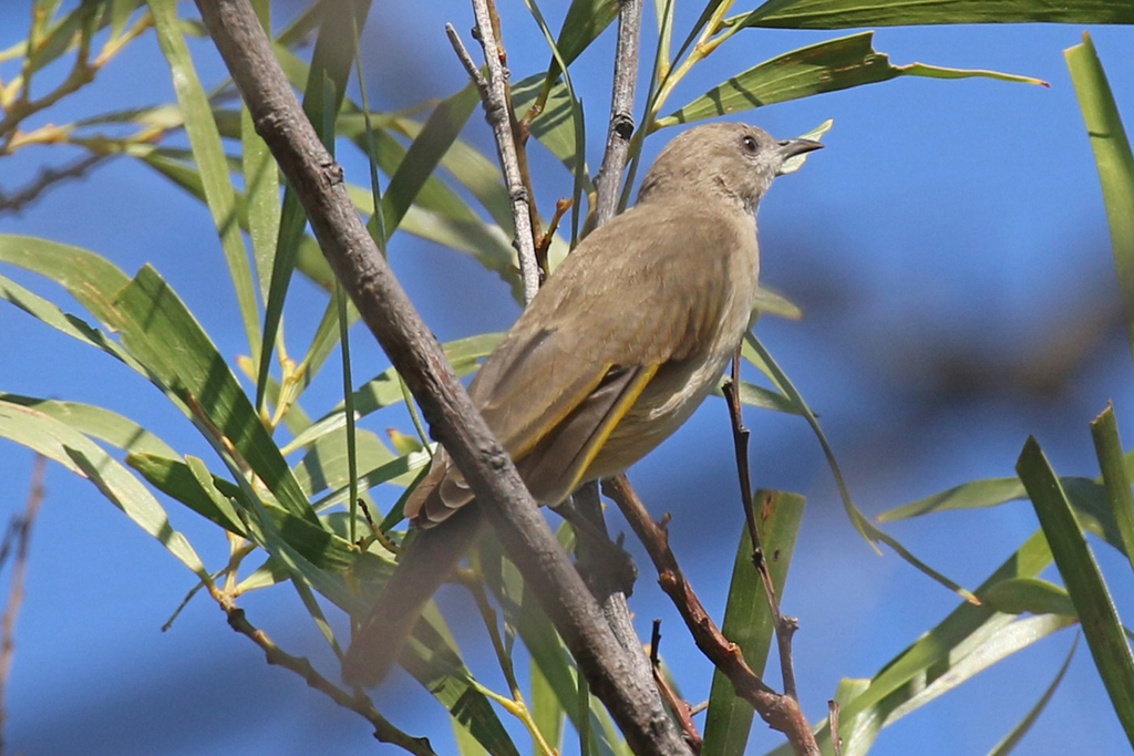 Rufous throated Honeyeater From Gibb River Wyndham Rd Durack WA 6743 rufous-throated-honeyeater-from-gibb-river-wyndham-rd-durack-wa-6743
