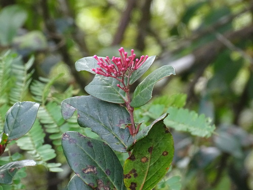 Image of Rogiera amoena by (c) Alexis López Hernández, some rights reserved (CC BY)