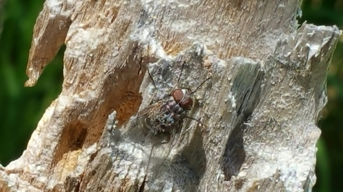 iNaturalist observation photo of House Flies and Allies