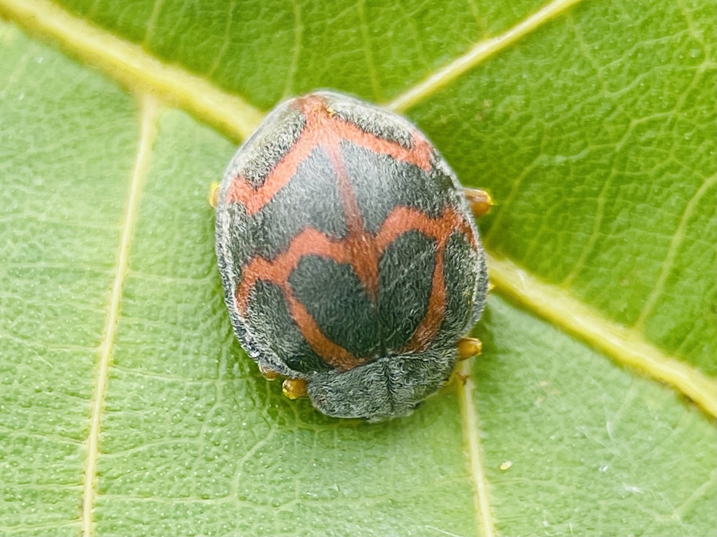 Uniparodentata boymi