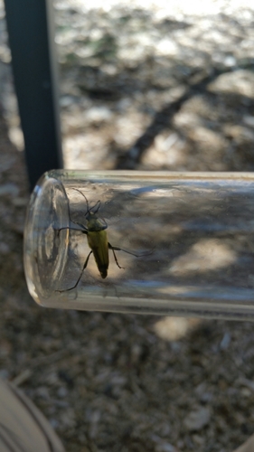 iNaturalist observation photo of Yellow Velvet Beetle