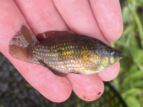 American Flagfish (Jordanella floridae) — Cyprinodontidae