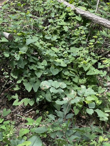 Image of Aristolochia contorta by (c) Jane Charlen, some rights reserved (CC BY)