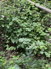 Aristolochia contorta