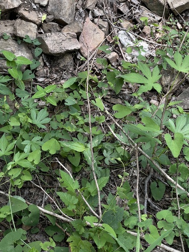 Aristolochia contorta, photograph 1