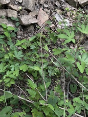 Aristolochia contorta, photograph Jane Charlen, CC BY, iNaturalist via GBIF