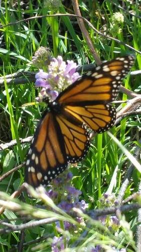iNaturalist observation photo of Monarch