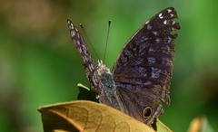 Junonia rhadama