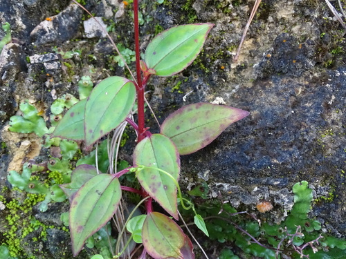 Arthrostemma parvifolium, photograph 5