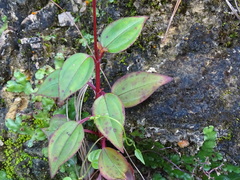Arthrostemma parvifolium, photograph (c) Alexis López Hernández, some rights reserved (CC BY)