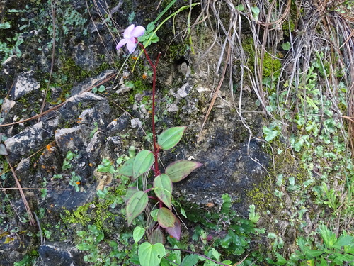 Arthrostemma parvifolium, photograph 6
