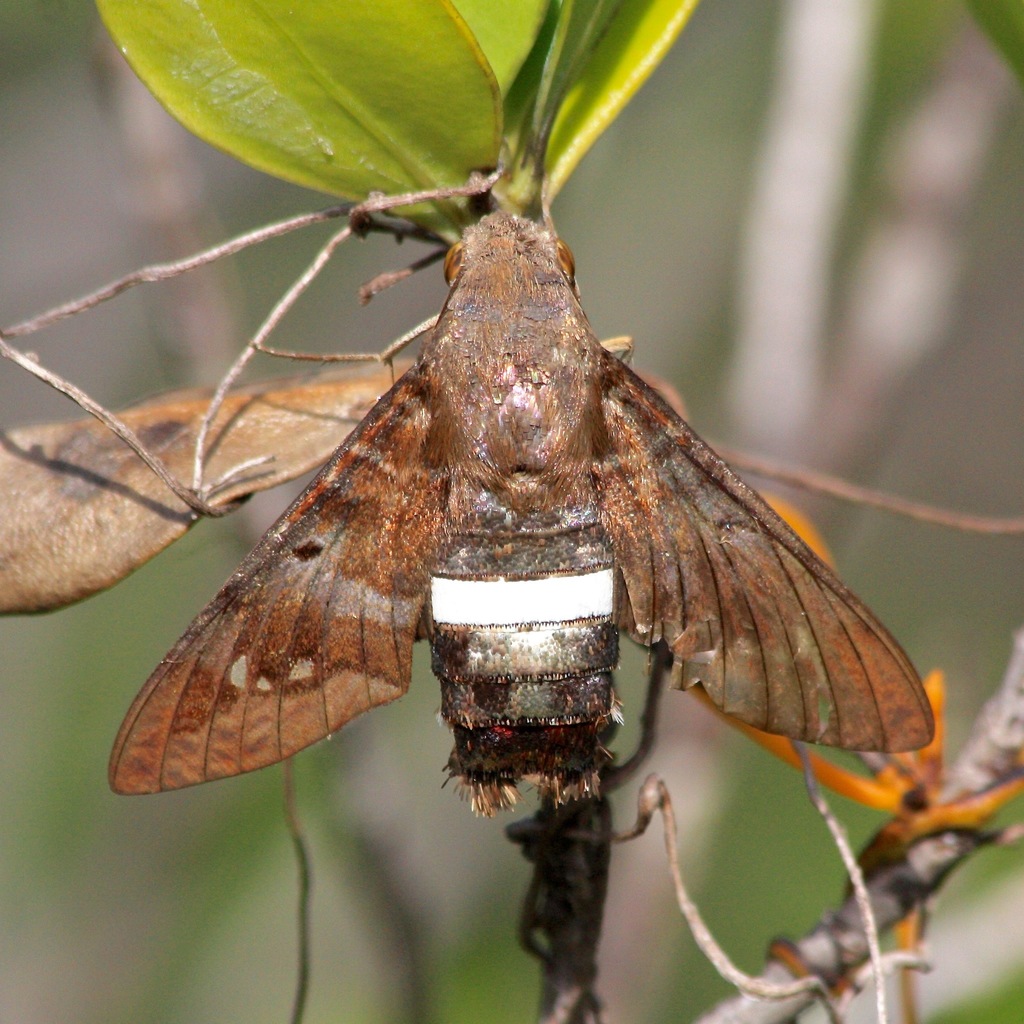 Tantalus Sphinx