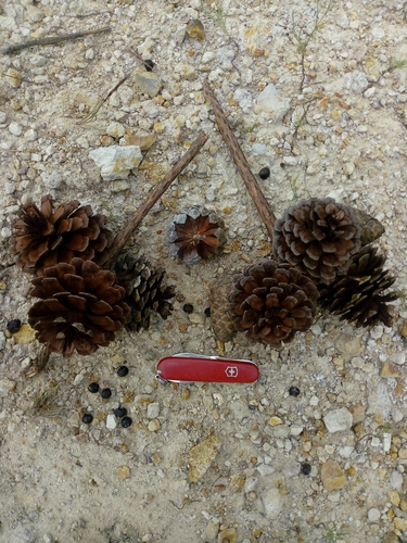 Pinus praetermissa (Pinus praetermissa)